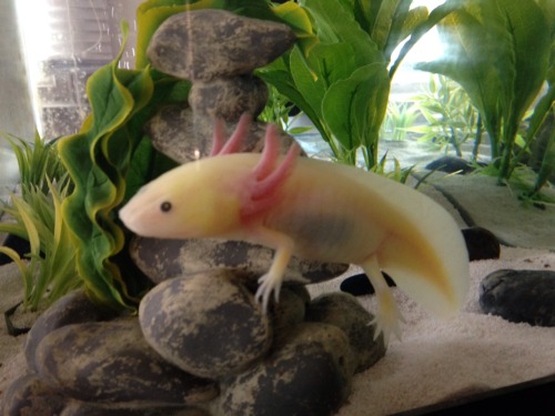 mayor-kyoto:  artsy-kitten:  Look at this dork. It’s so rare for him to be this low in the tank. He’s usually much more fond of floating in corners.  Shruuuunkkkk!!! <3!