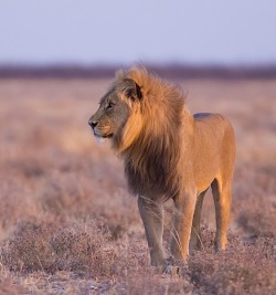 beautiful-wildlife:  Lion by Sue Berry Taken on an early morning drive in Etosha National Park, Namibia.