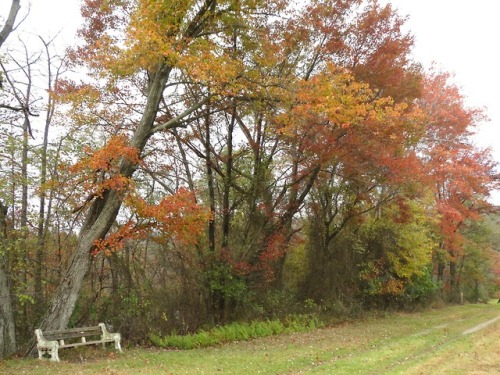 Instead of blazing bright reds and oranges this year, the trees along the canal path had a muted loo