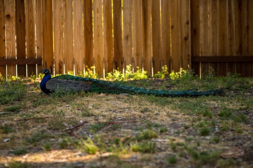 Peacock at the LA Arboretumphotography.michaelcoulombe.com