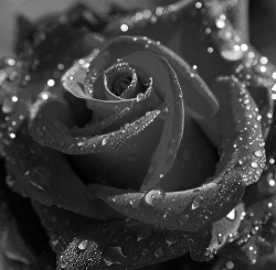 his rose ~ ♥~