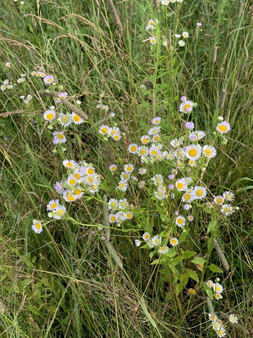 field flowers