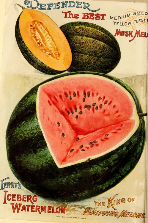 wapiti3:Seed annual 1902. Henry G. Gilbert Nursery and Seed Trade Catalog Collection. Contributing L