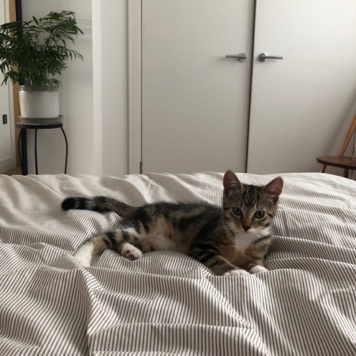 sparrowspine:Good morning from Oscar Dante and I ☕️