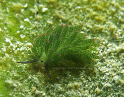 fuckyeahaquaria:  Nudibranch | Costasiella