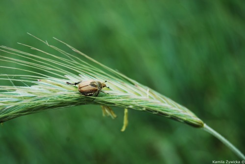 leaf beetle