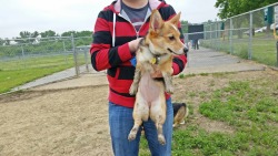 vegasthecorgi:  After much preparation, stinky dirt baby Aria has finally achieved mudfeets status. “No Ragrets”.