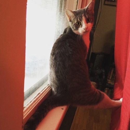 hawk-butt: Sticks his leggy out real far
