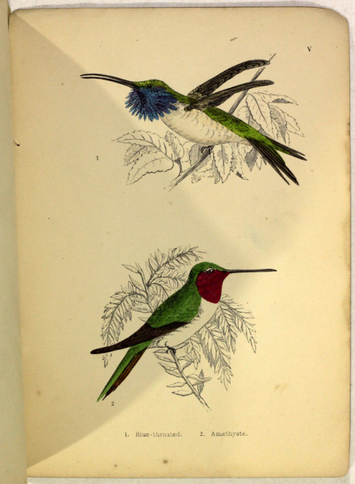 michaelmoonsbookshop: Humming Birdsdescribed and illustrated with an introductory sketch of their St