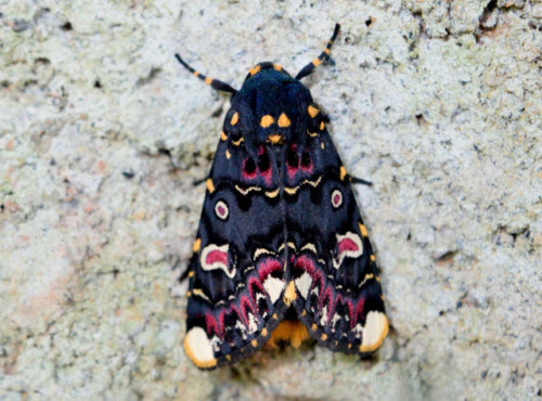 vengablood - end0skeletal - Lily Moth (Polytela gloriosae) and...