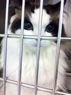 kingsleyyy:  reblog if this cat is prettier than you 