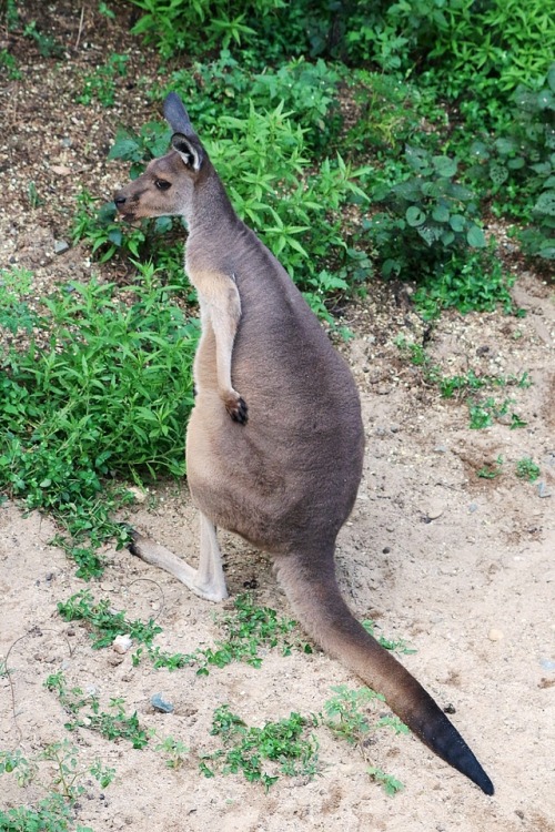 尻を掻くカンガルー Kangaroo scratching his Buttocks.
