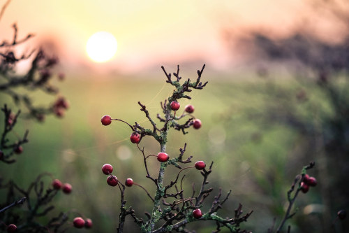 wanderthewood:Hedgerow sunrise by Little_lurcher