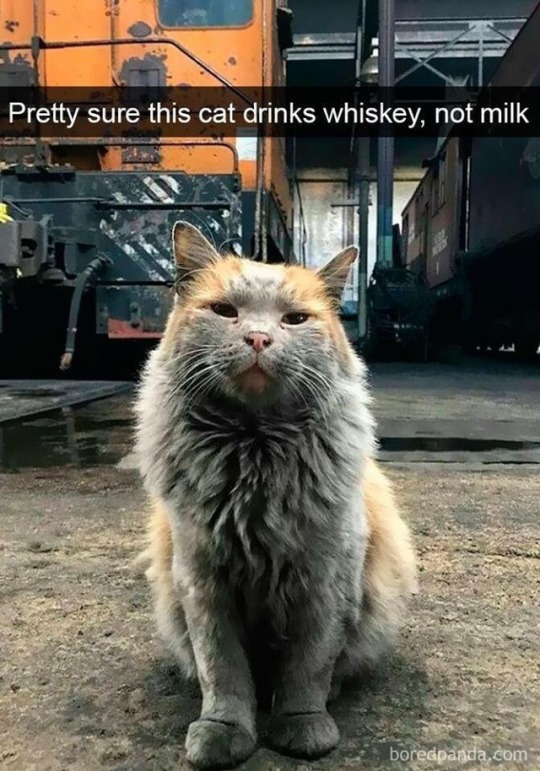 cat-memes-only:  