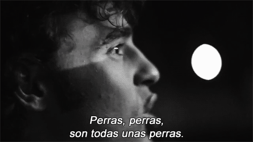 si-no-cambias-te-extinges:  jalissa-loving-blr:  Putas perras.  perras, putas,zorras,
