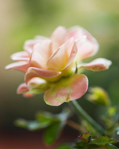 Delicate little flower #snapshots_daily #instagram #instagood #macro #macros #macroshot #macroflower