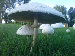 such-a-good-gurl:  I found a fairy ring!