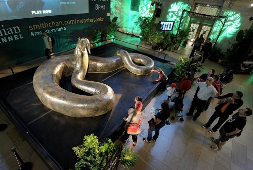 karina-paleontologist:Titanoboa, meaning “titanic boa,” is an extinct genus of snakes that is known 