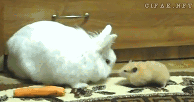 gifak-net:  Hamster Steals Carrot From Rabbit [video]