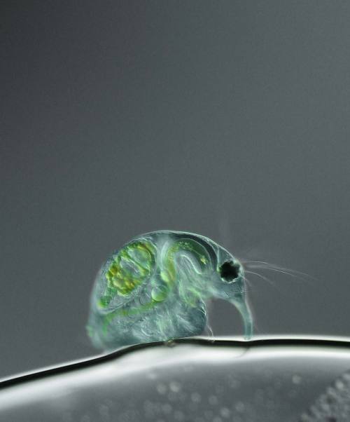 revretch: tangledwing:Daphnia magna (freshwater water flea) by Joan Röhl, University of Potsdam