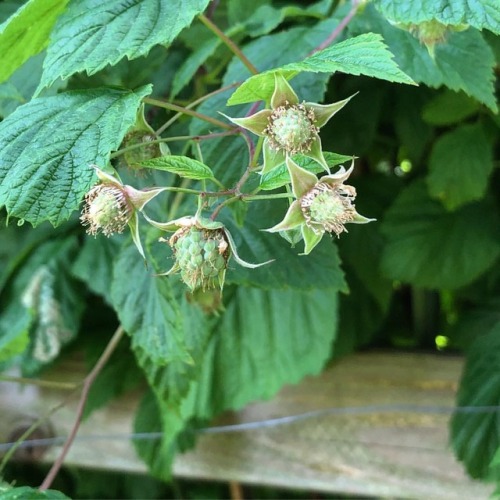 Raspberries soon! By the bucket loads from the look of things.Lots for the freezer this year. #raspb