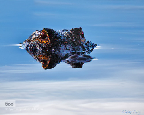 kohalmitamas:  Lurking Presence by MikeTracy