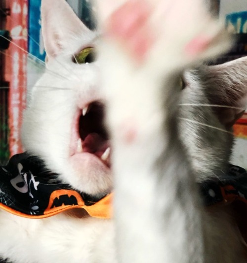 cuslefttiddie:cuslefttiddie:She’s beauty, she’s mayonnaise, she’ll scratch you in the face@mostlycat