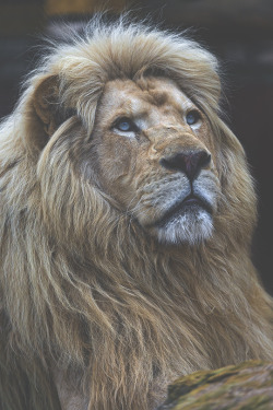 gentscartel:  The Pretty Bouba // GC