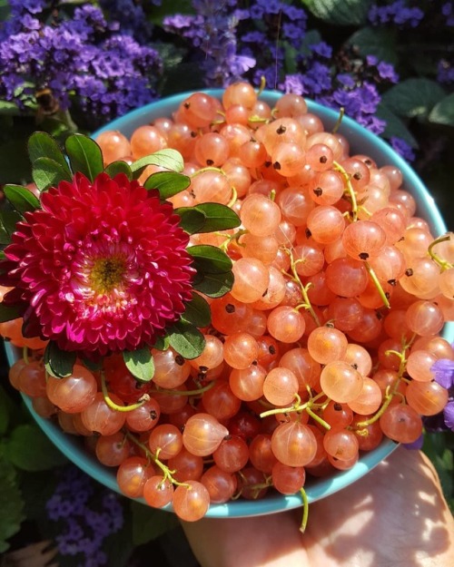 eyeheartfarms:Pink currants are so beautiful