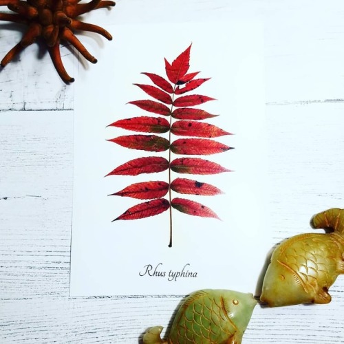 ecobota:Working on some #fallleaves #botanicalprints today. I listed the original, one of a kind #he