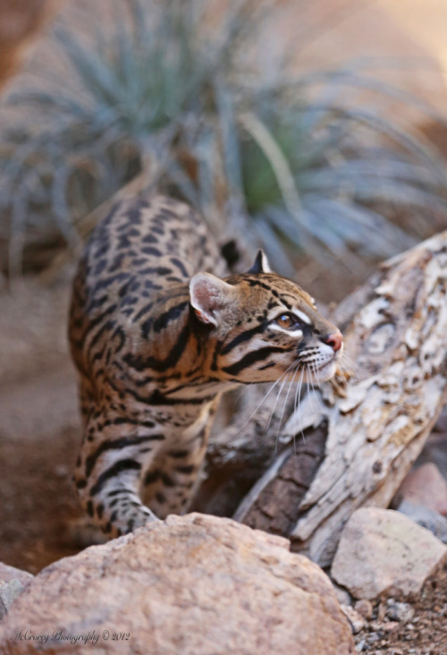 bigcatkingdom:Ocelot (by marzipan bunny)