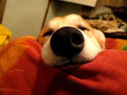 scampthecorgi:  Sleepy Scampy! 