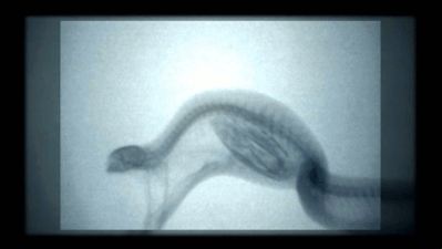    chalkandwater: X-ray video of an Egg-eating Snake swallowing, crushing and then regurgitating