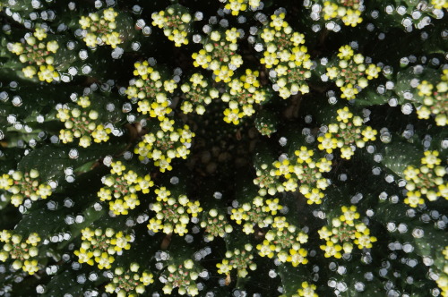 Porn photo flora-file:  Euphorbia inermis prints |