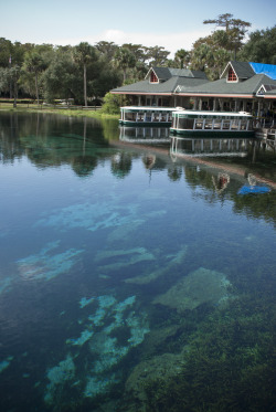 oldflorida:  Glass bottom boats, Silver Springs