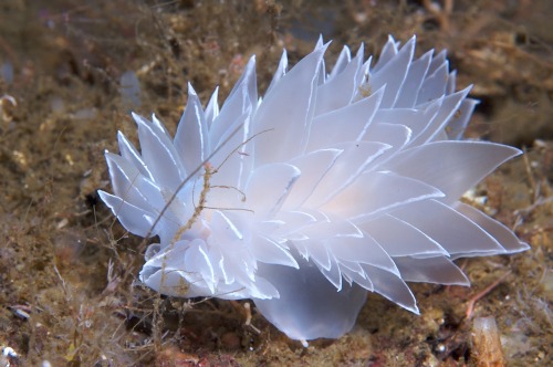 thefruitdragon:  Dirona Albolineata  Dirona appreciation post because there’s not enough of these little beauties on here.  