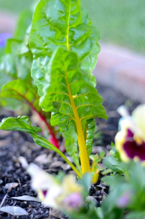 delishytown:Garden Greens in our edible landscape. Purple Kale, Rainbow Swiss Chard, Red Romaine, an