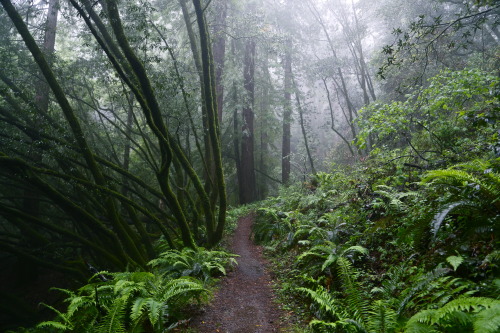 steepravine:Foggy Forest Filled With Bay TreesIf you ever see these trees pick the leaves and rub th