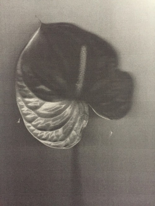 theartofobservationblr:photocopy flower.