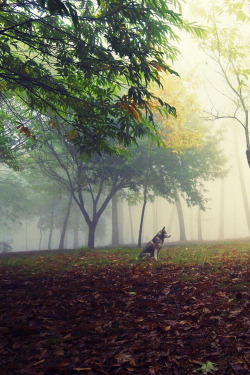 plasmatics:  The forest by Guillermo Carballa