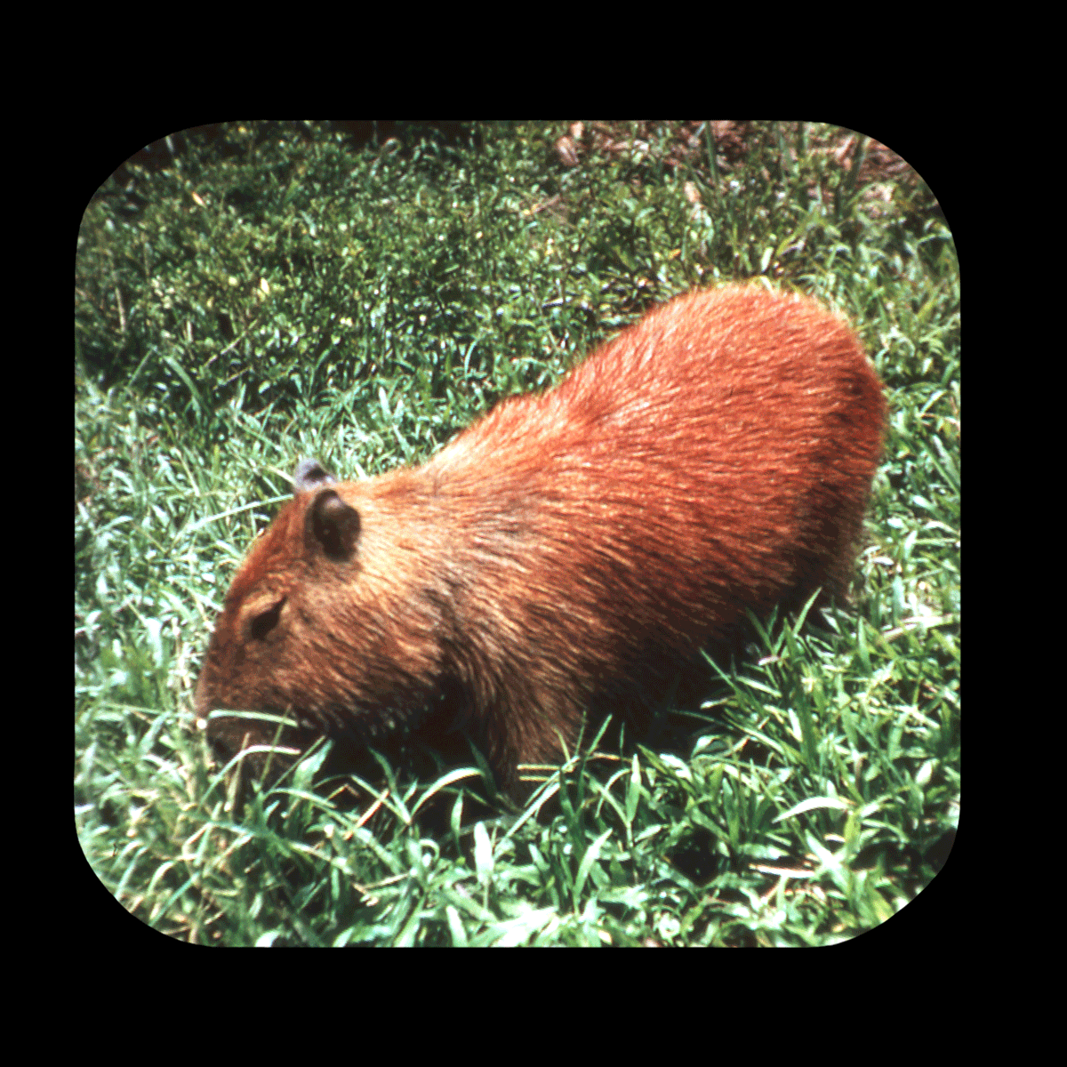 The Vintage View-Master - Caption: COYPU OR NUTRIA - SOUTH AMERICA