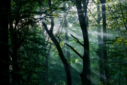 visualizedmemories: “Light rays” Somewhere in the Northeast of Germany 