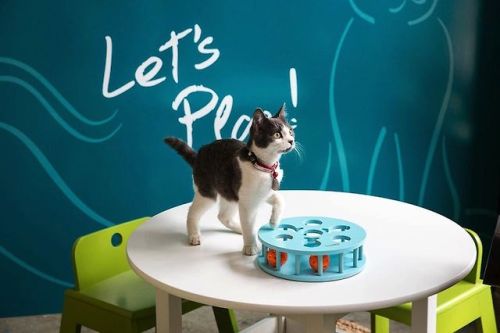 catsbeaversandducks:  America’s First Cat Café Opens: Drink Coffee Alongside Adorable Cats Yesterday, America’s first cat café opened in New York City. Cat lovers, you now have only three more day to sip coffee and eat pastries alongside adorable