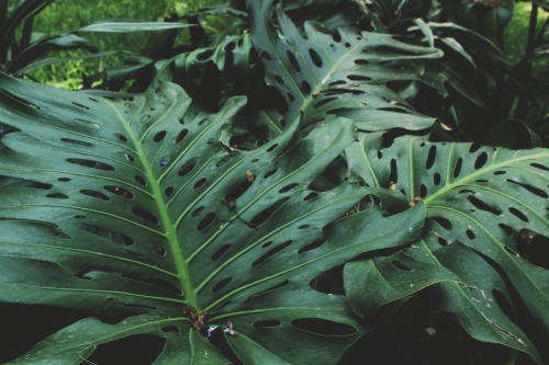 venus-garden:  monstera’s are still one