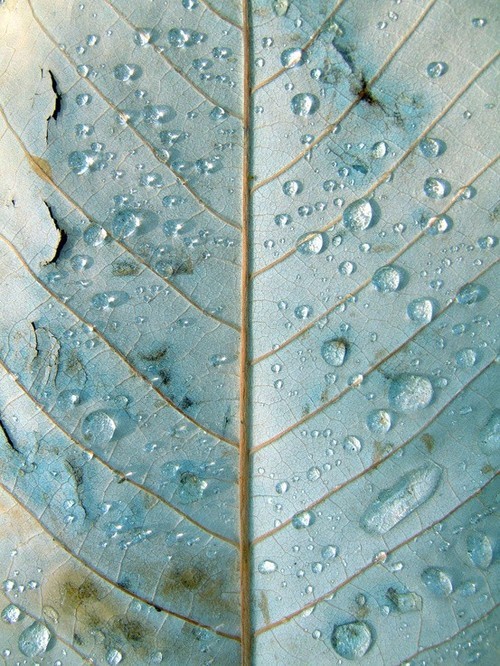 grav3yardgirl:  just scrolled for 2 hour to find this picture of a leaf. 