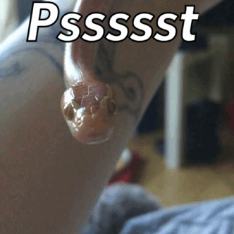 glitterslither:beckwillspets:Mr Slithers wants to tell you somethingI’m listening