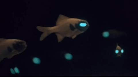 Flashlight Fishes