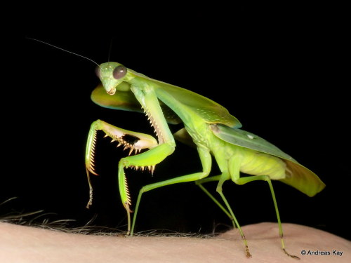 onenicebugperday:Tropical Shield mantis,Choeradodis staliiPhotos 1 and 2 byjasonzhu, photo 3 byfelip