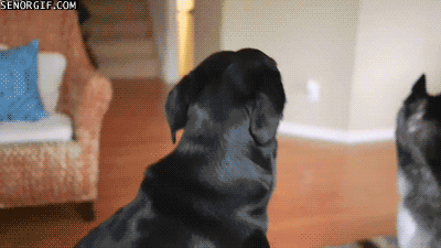 funnnyyy-giiiifffsss:  Click HERE for more gifs !