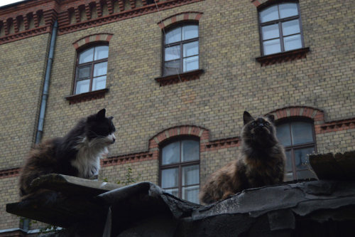 architectureofdoom:  Riga cats 